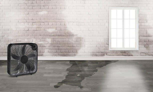 Best Water damage restoration experts  in Jamaica Beach, TX